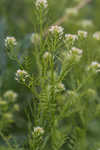 Narrowleaf bittercress